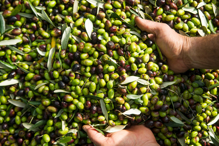 Olive grove at harvest